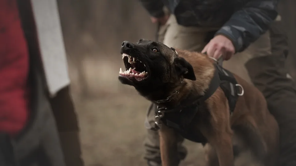 Ausgebildeter Diensthund – K9-Spezialist JF Security & Protection Consulting
